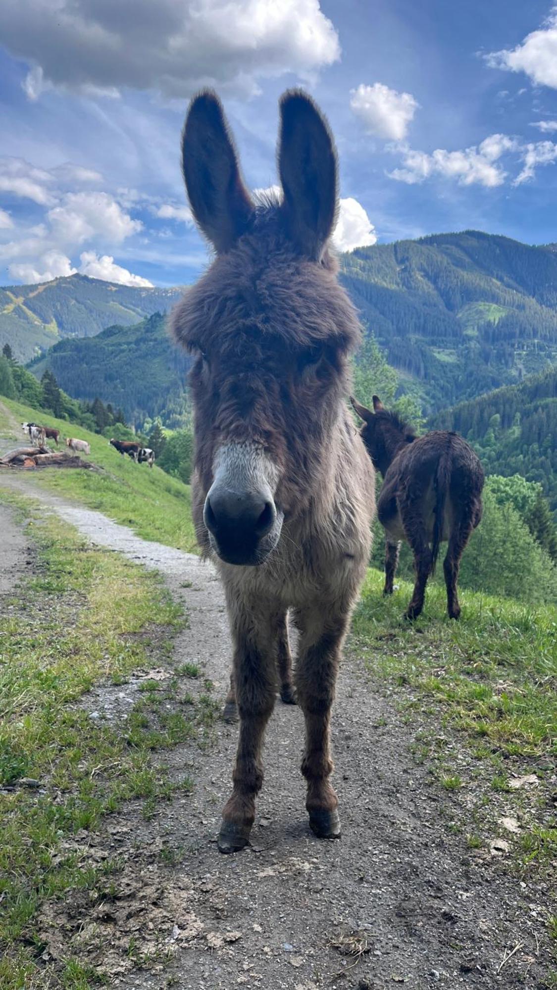 Landhaus Oberzinnegg Saalbach-Hinterglemm Eksteriør billede