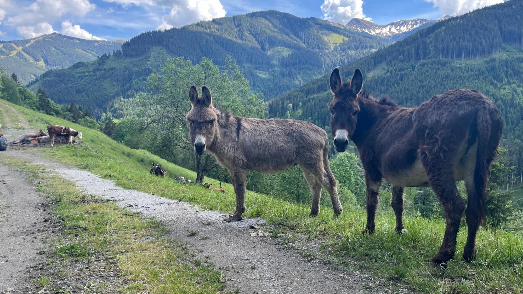 Landhaus Oberzinnegg Saalbach-Hinterglemm Eksteriør billede